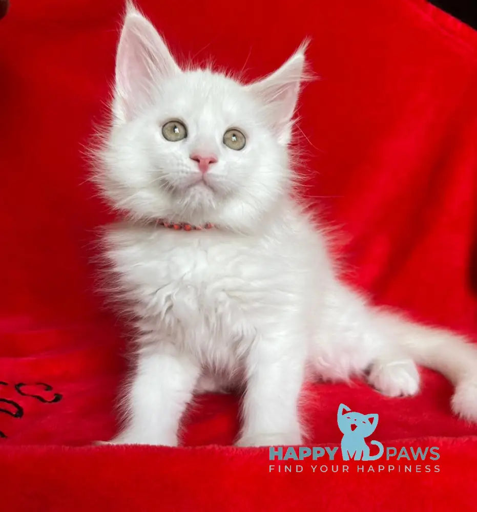 Honda Maine Coon female white live animals