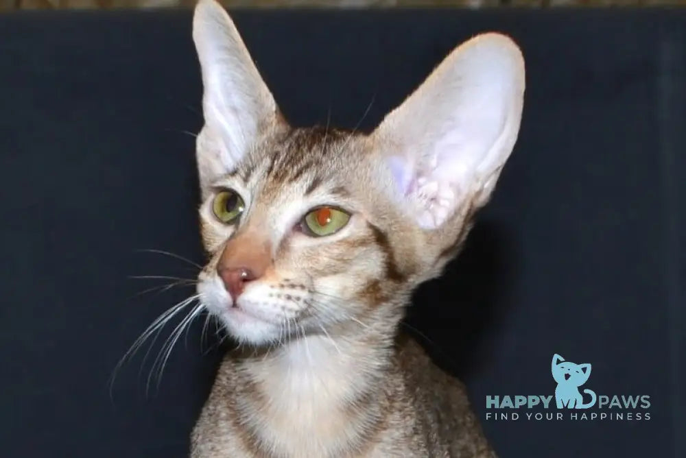 Honda Oriental Shorthair female chocolate spotted tabby live animals