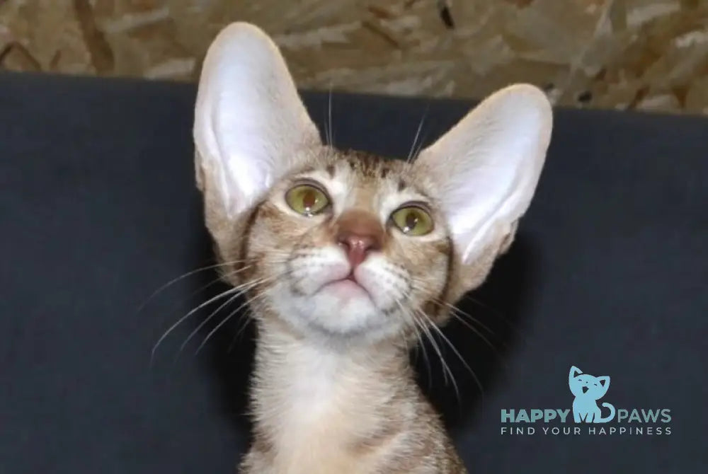 Honda Oriental Shorthair female chocolate spotted tabby live animals