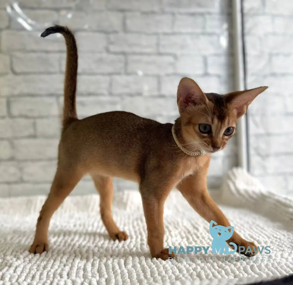 Honey Abyssinian female black live animals