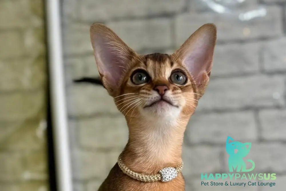 Honey Abyssinian female black live animals