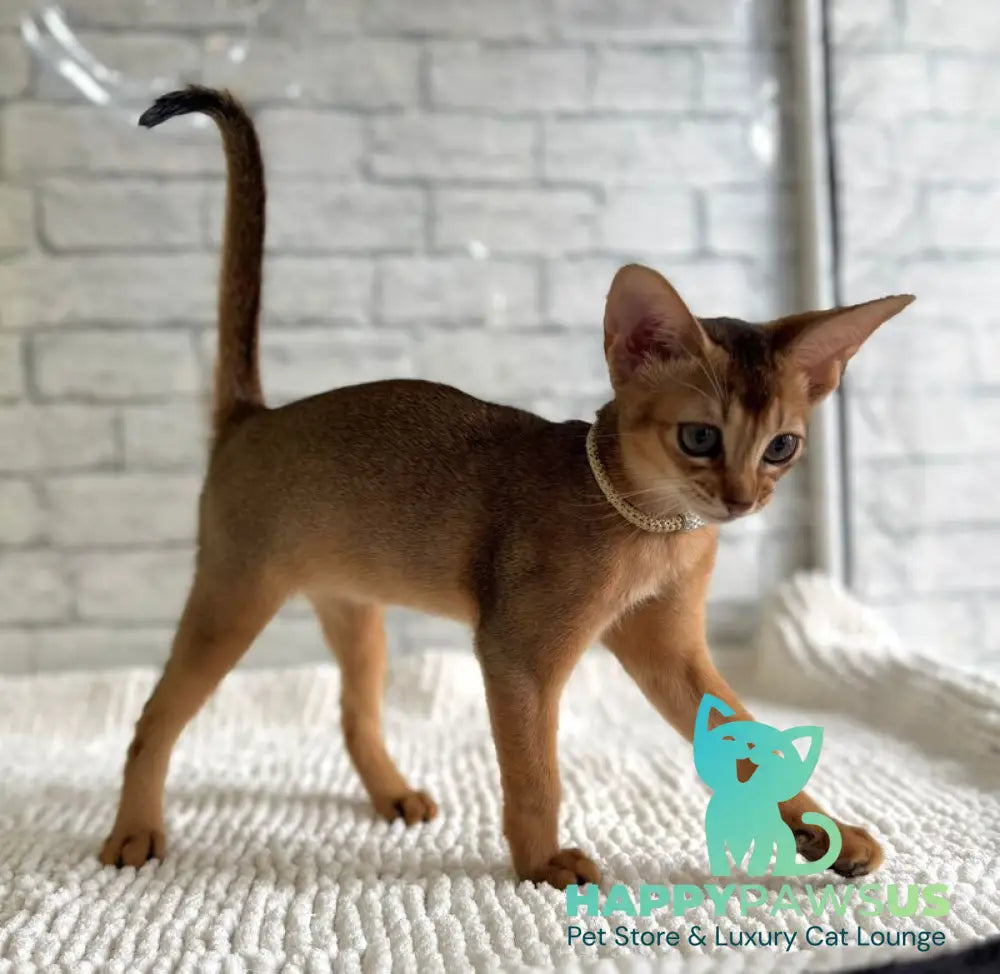Honey Abyssinian female black live animals