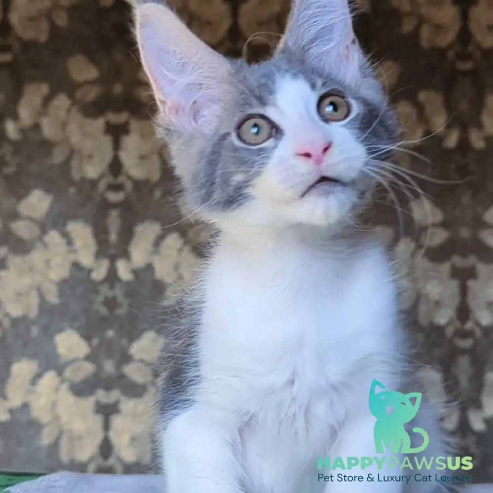 Honey Maine Coon male blue bicolour - live animals