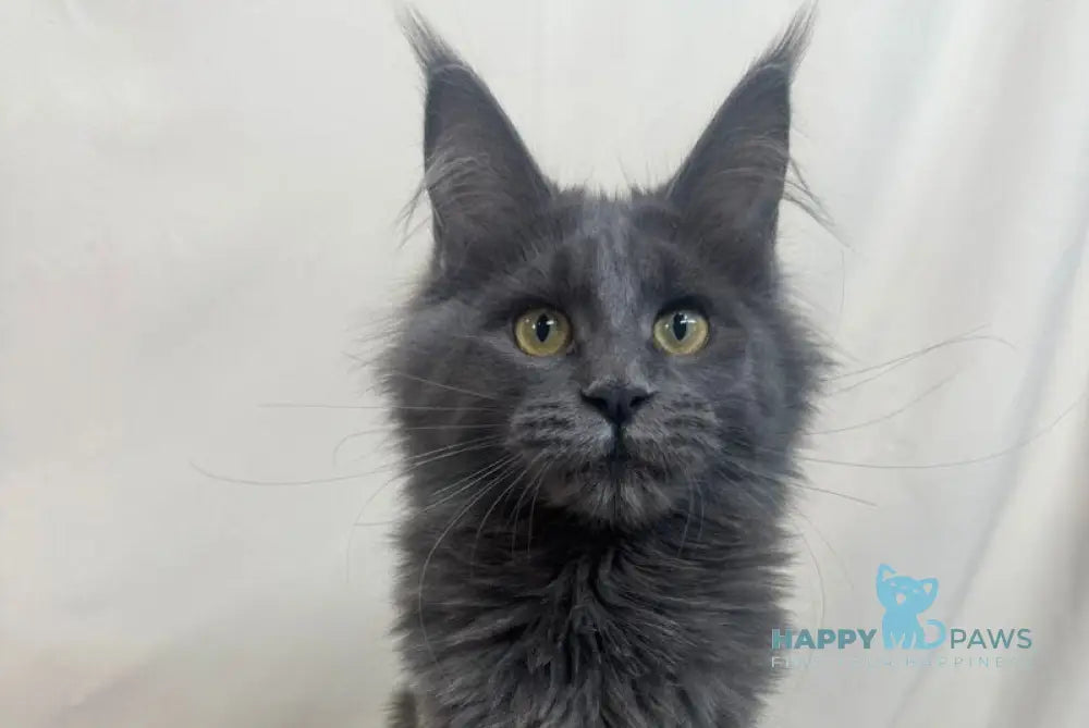 Honey Maine Coon polydactyl female blue live animals