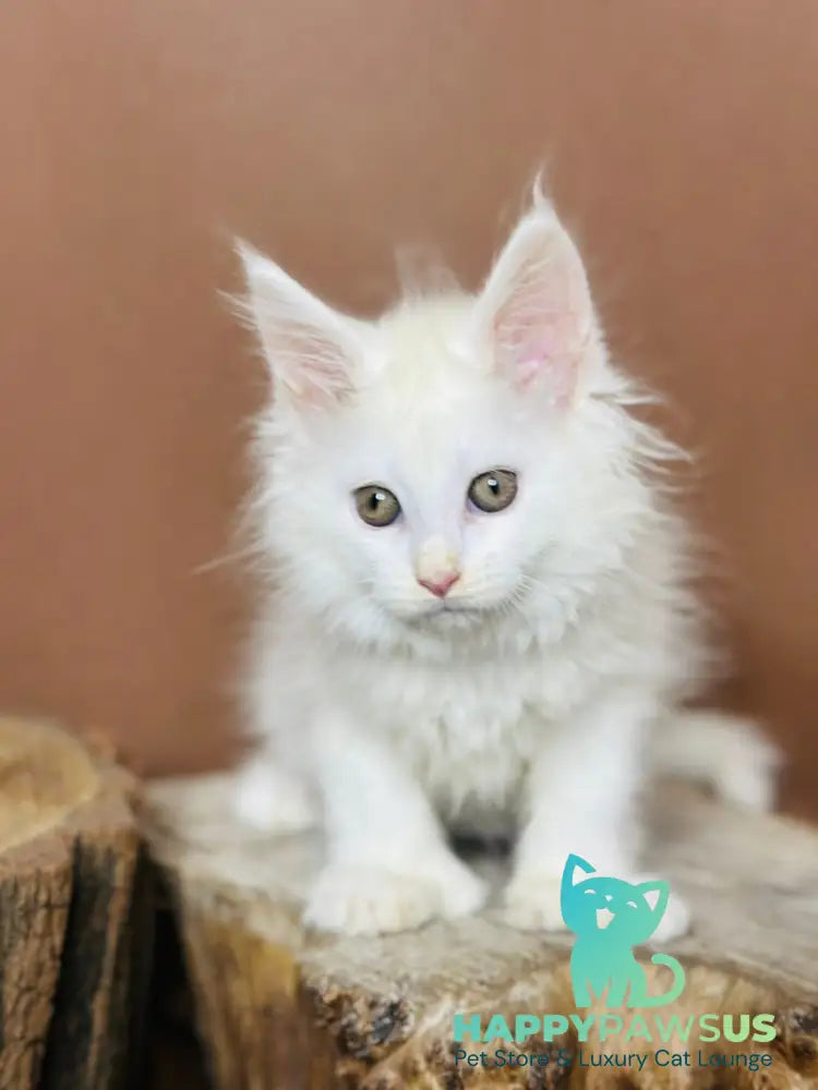 Honey Maine Coon polydactyl female white - live animals