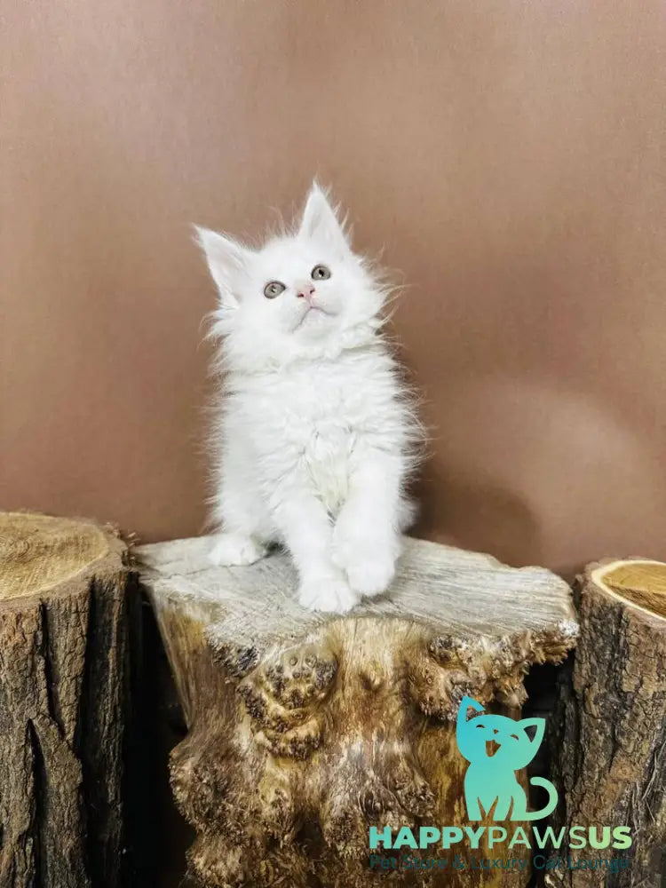 Honey Maine Coon polydactyl female white - live animals