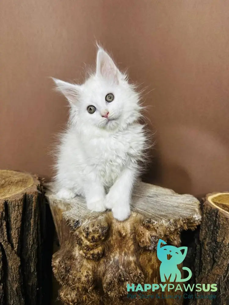 Honey Maine Coon polydactyl female white - live animals