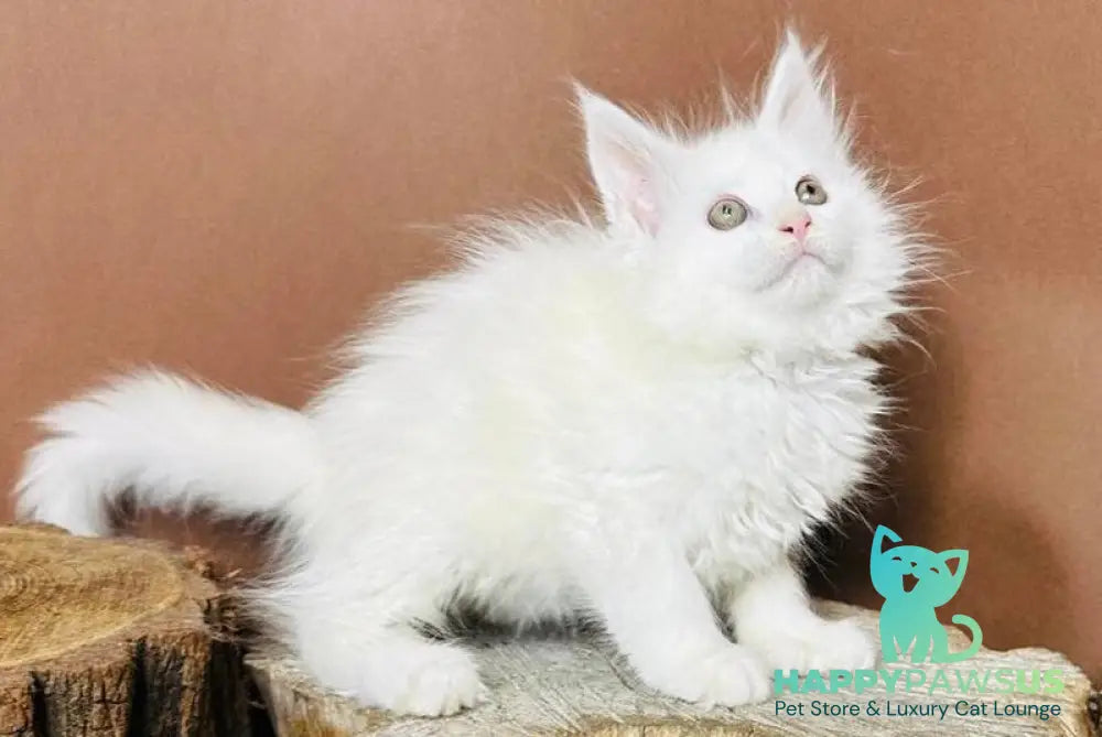 Honey Maine Coon polydactyl female white - live animals