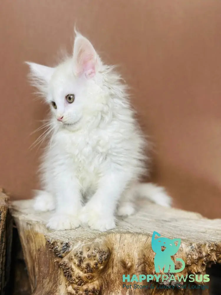 Honey Maine Coon polydactyl female white - live animals