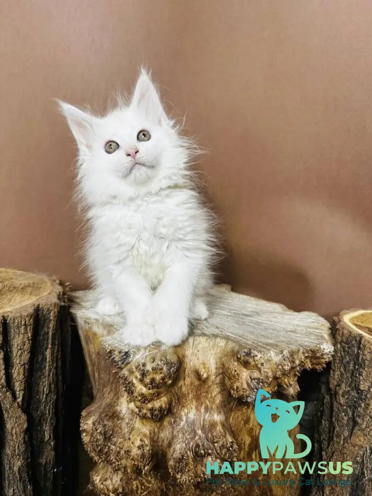 Honey Maine Coon polydactyl female white - live animals