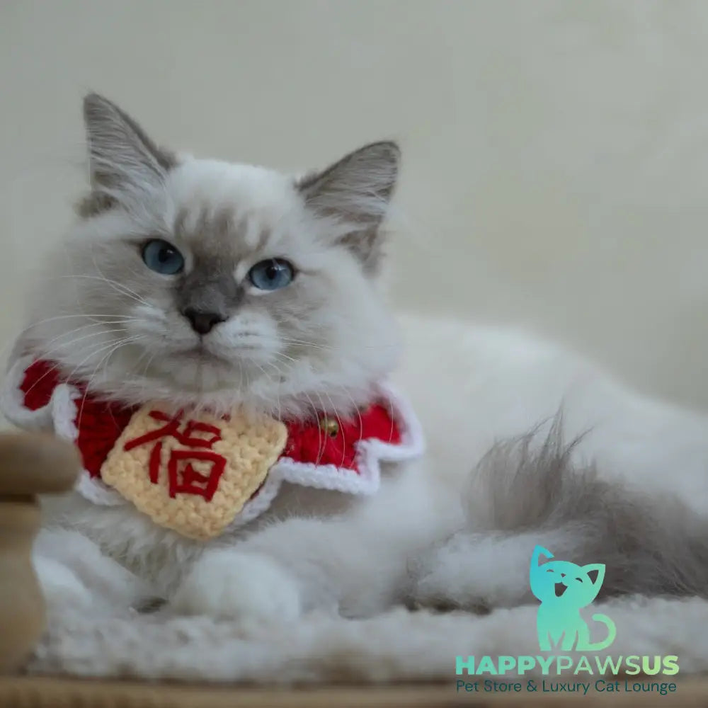 Honey Siberian female blue with white tabby pointed - live animals