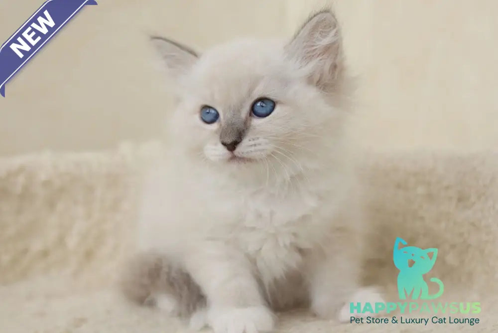 Honey Siberian female blue with white tabby pointed - live animals