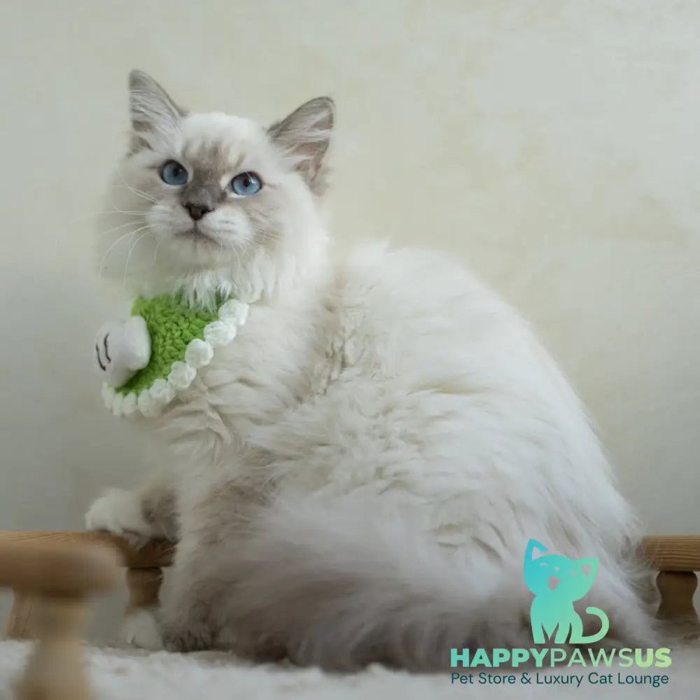Honey Siberian female blue with white tabby pointed - live animals