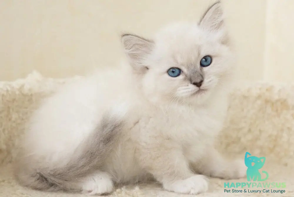 Honey Siberian female blue with white tabby pointed - live animals