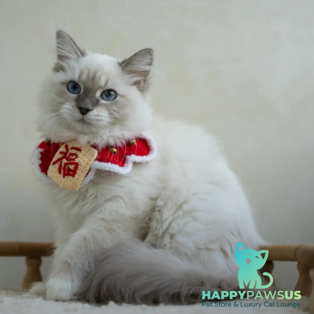 Honey Siberian female blue with white tabby pointed - live animals
