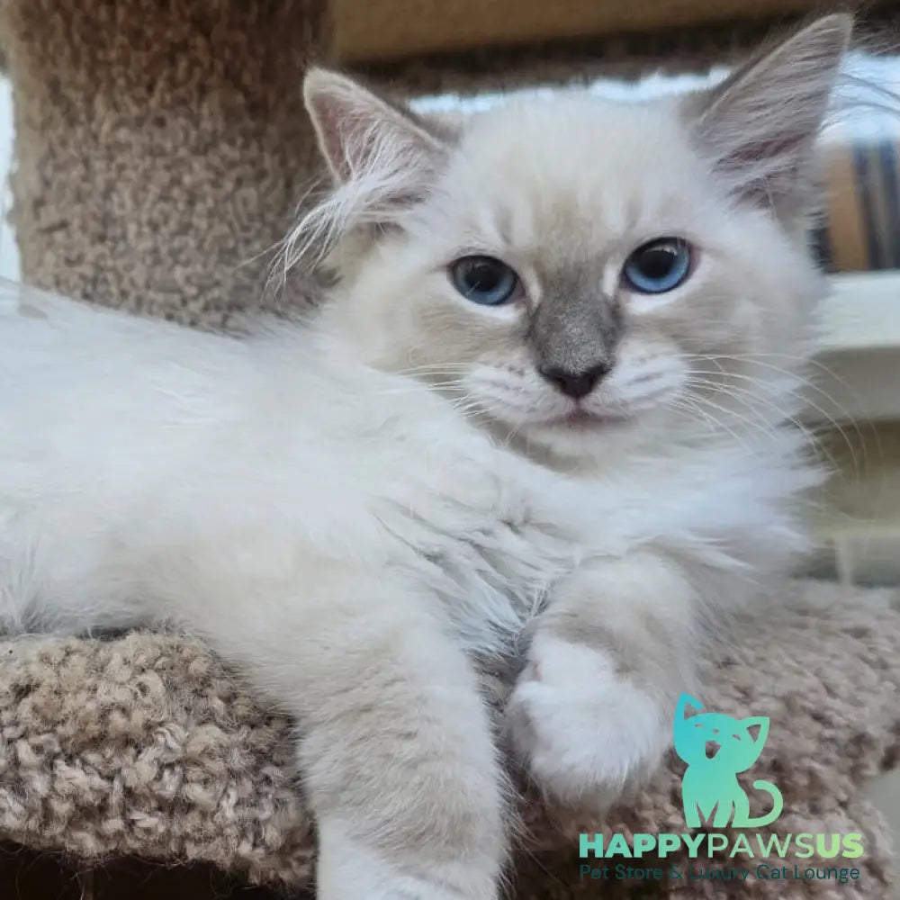 Honey Siberian female blue with white tabby pointed - live animals