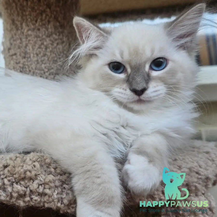 Honey Siberian female blue with white tabby pointed - live animals