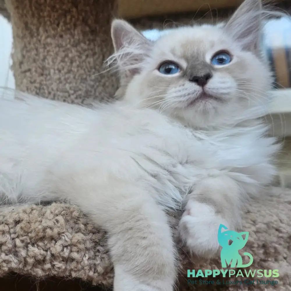 Honey Siberian female blue with white tabby pointed - live animals