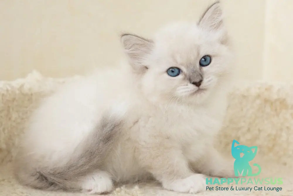 Honey Siberian female blue with white tabby pointed - live animals