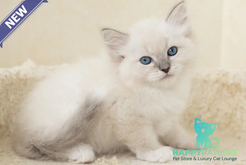 Honey Siberian female blue with white tabby pointed - live animals
