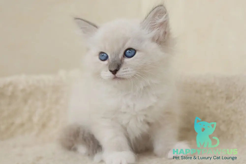 Honey Siberian female blue with white tabby pointed - live animals