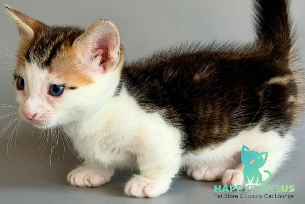 Honeybee Munchkin male black tabby with white - live animals