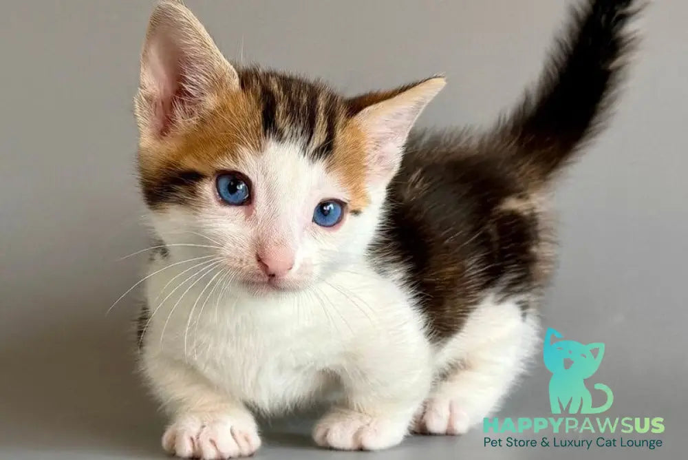 Honeybee Munchkin male black tabby with white - live animals