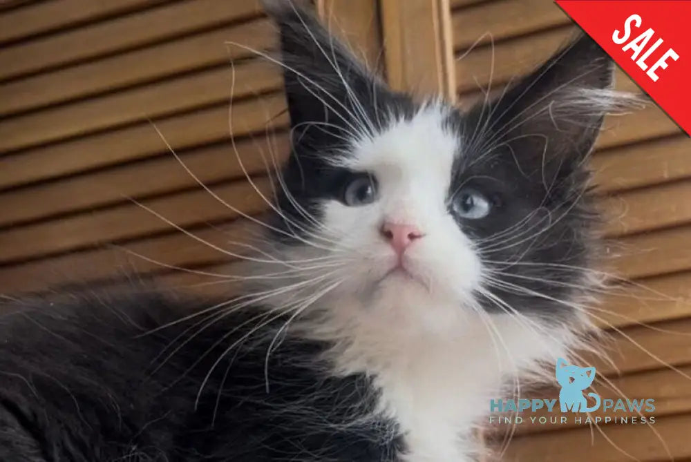 Honor Maine Coon polydactyl male black bicolour - live animals