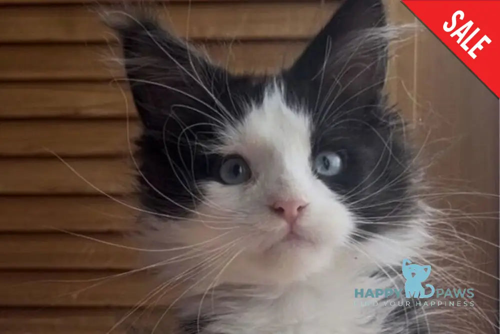 Honor Maine Coon polydactyl male black bicolour - live animals