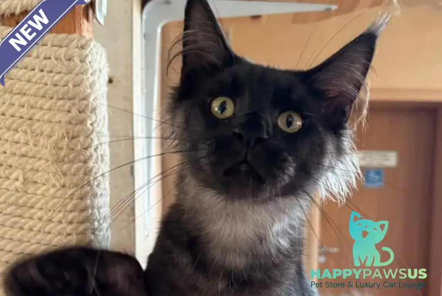 Horus Maine Coon male black silver - live animals