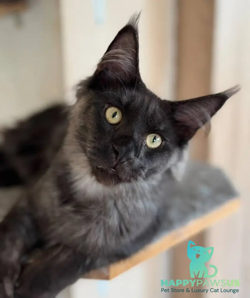 Horus Maine Coon male black silver - live animals