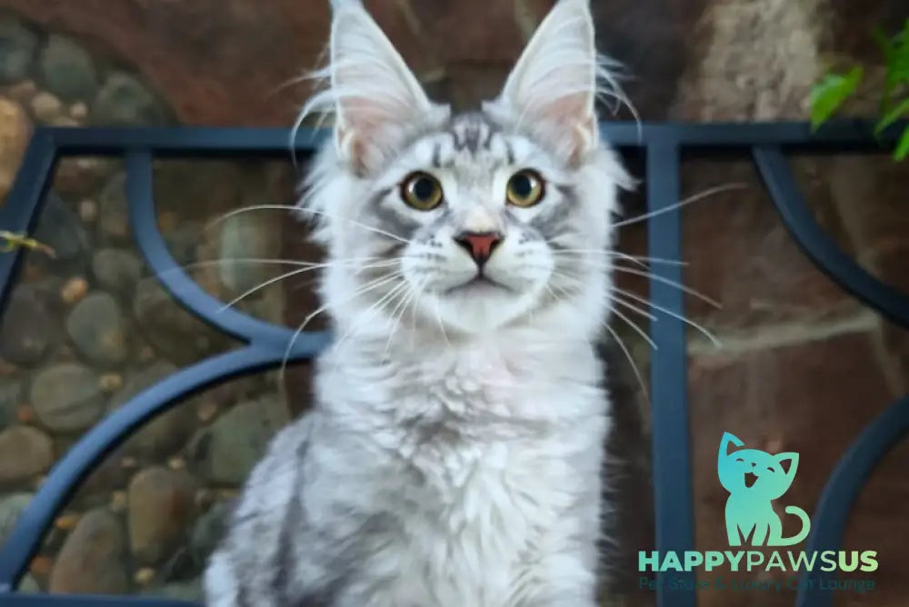Howard Maine Coon male black silver tabby - live animals