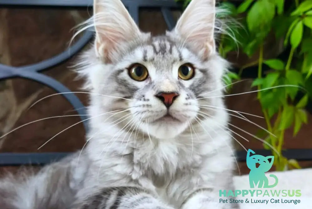 Howard Maine Coon male black silver tabby - live animals
