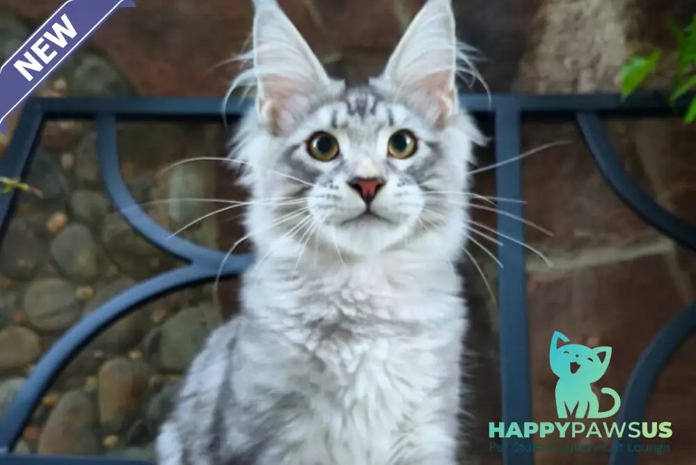 Howard Maine Coon male black silver tabby - live animals