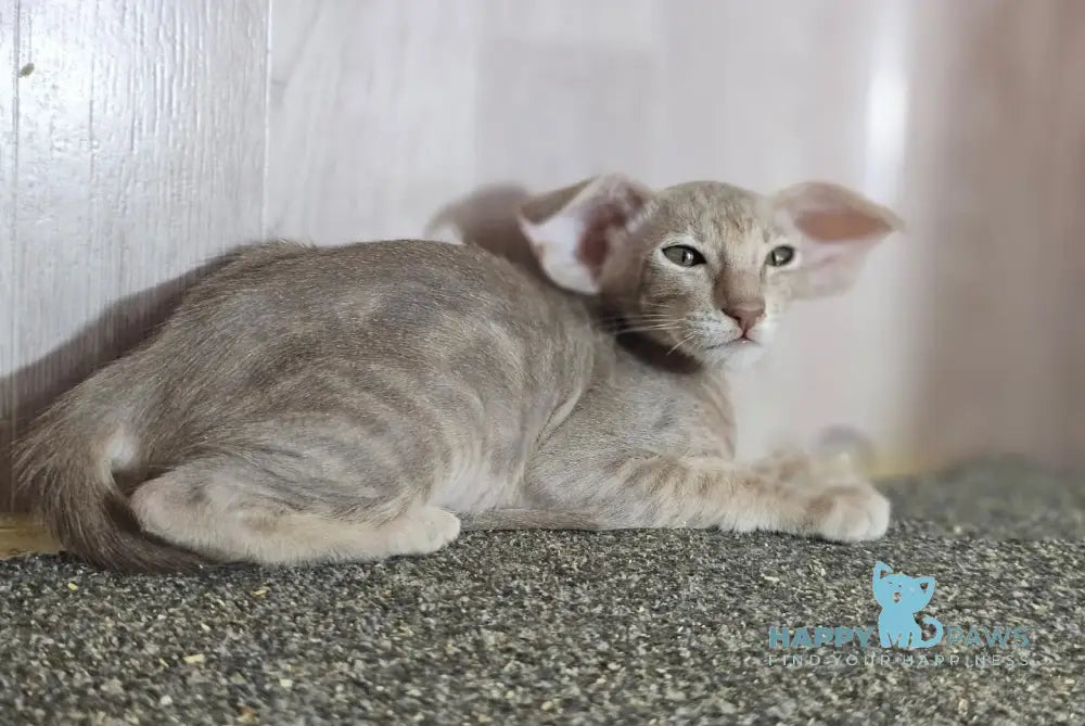 Хperia Oriental Shorthair female lilac tabby live animals