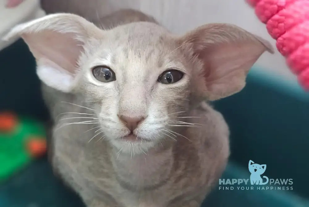 Хperia Oriental Shorthair female lilac tabby live animals