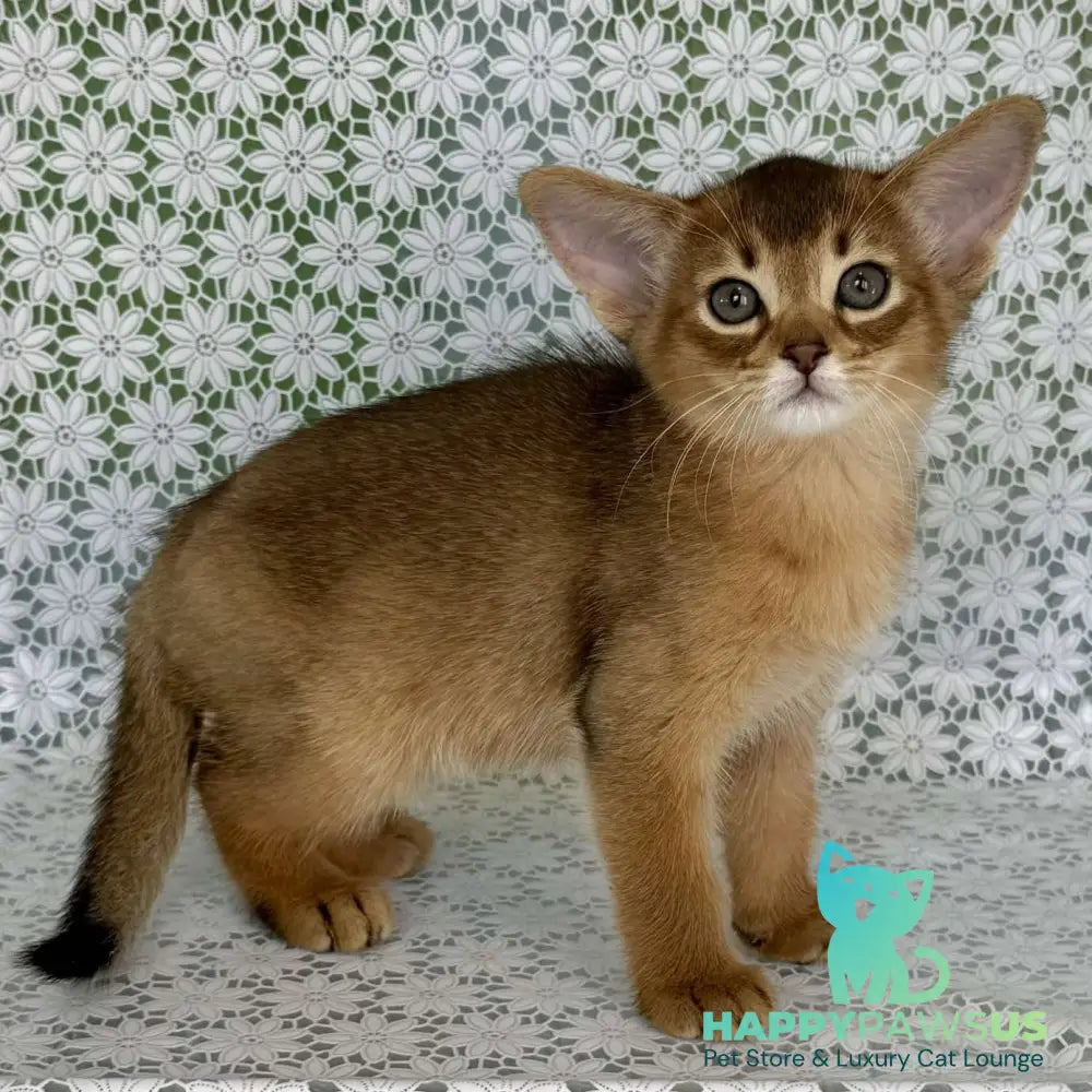 Hrizantema Abyssinian female ruddy - live animals