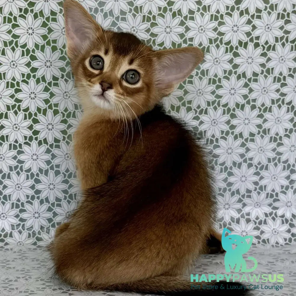 Hrizantema Abyssinian female ruddy - live animals
