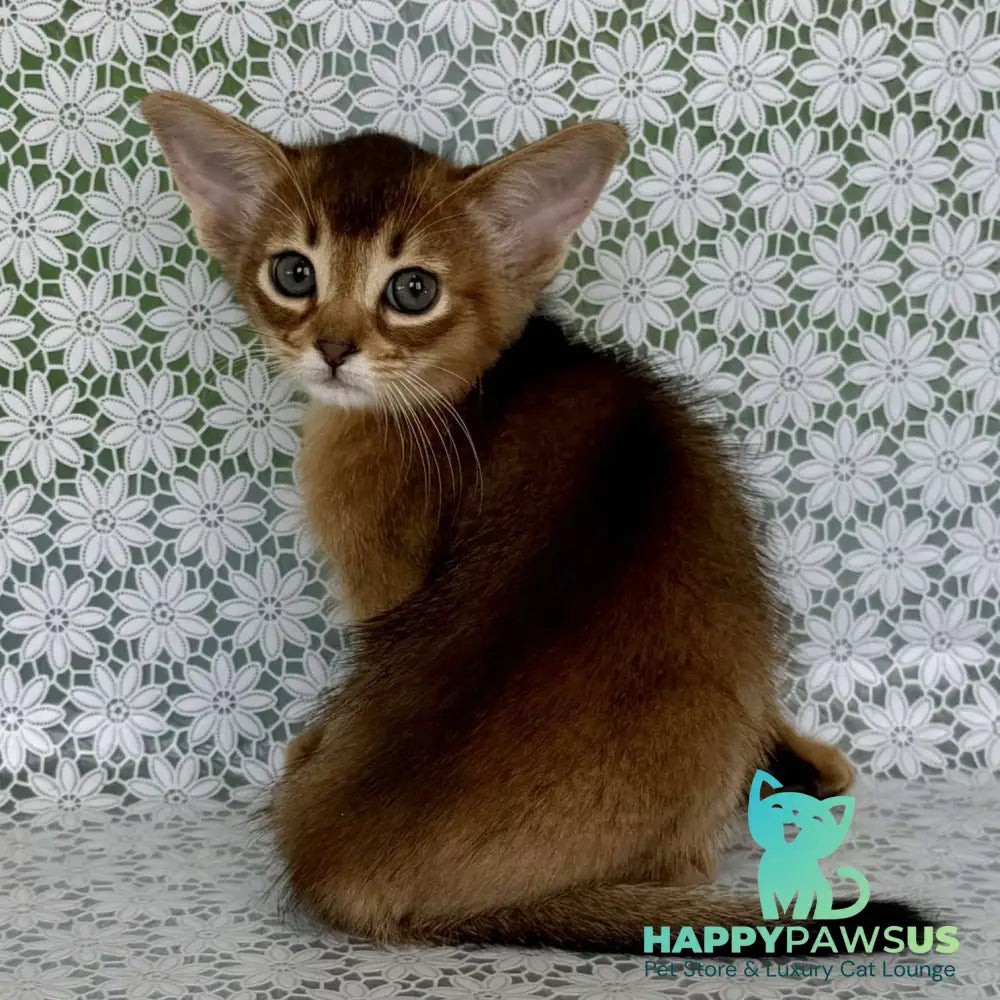 Hrizantema Abyssinian female ruddy - live animals