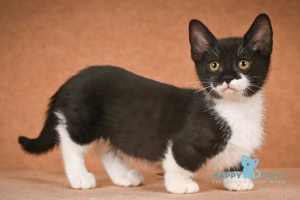 Hugh Munchkin male black bicolour live animals