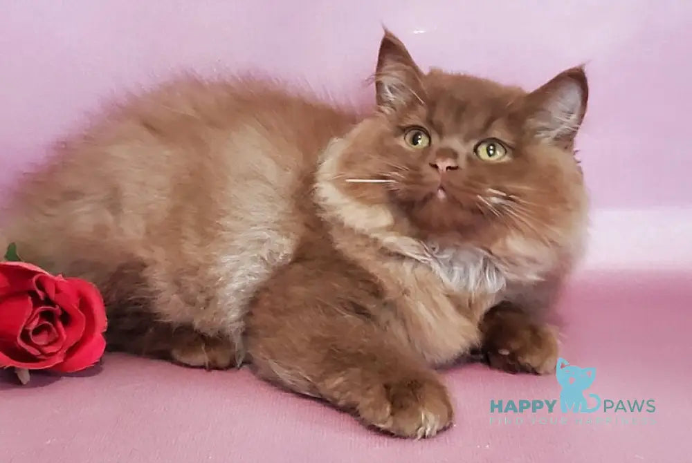 Hugo British Longhair male cinnamon live animals