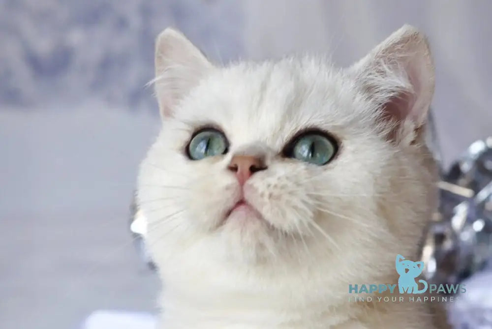 Hugo British Shorthair male black silver shaded live animals