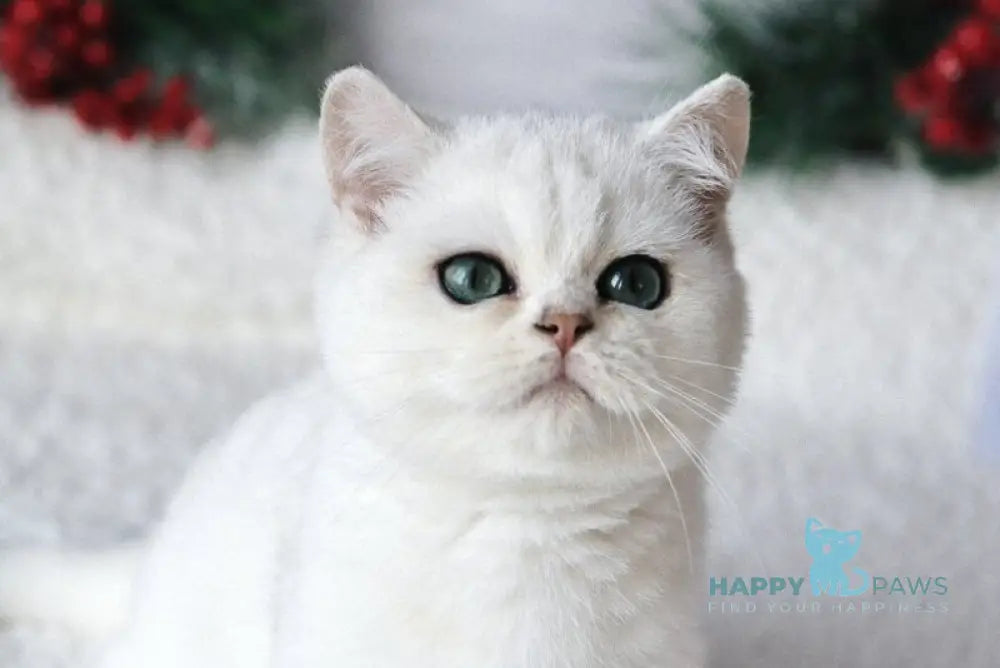 Hugo British Shorthair male black silver shaded live animals