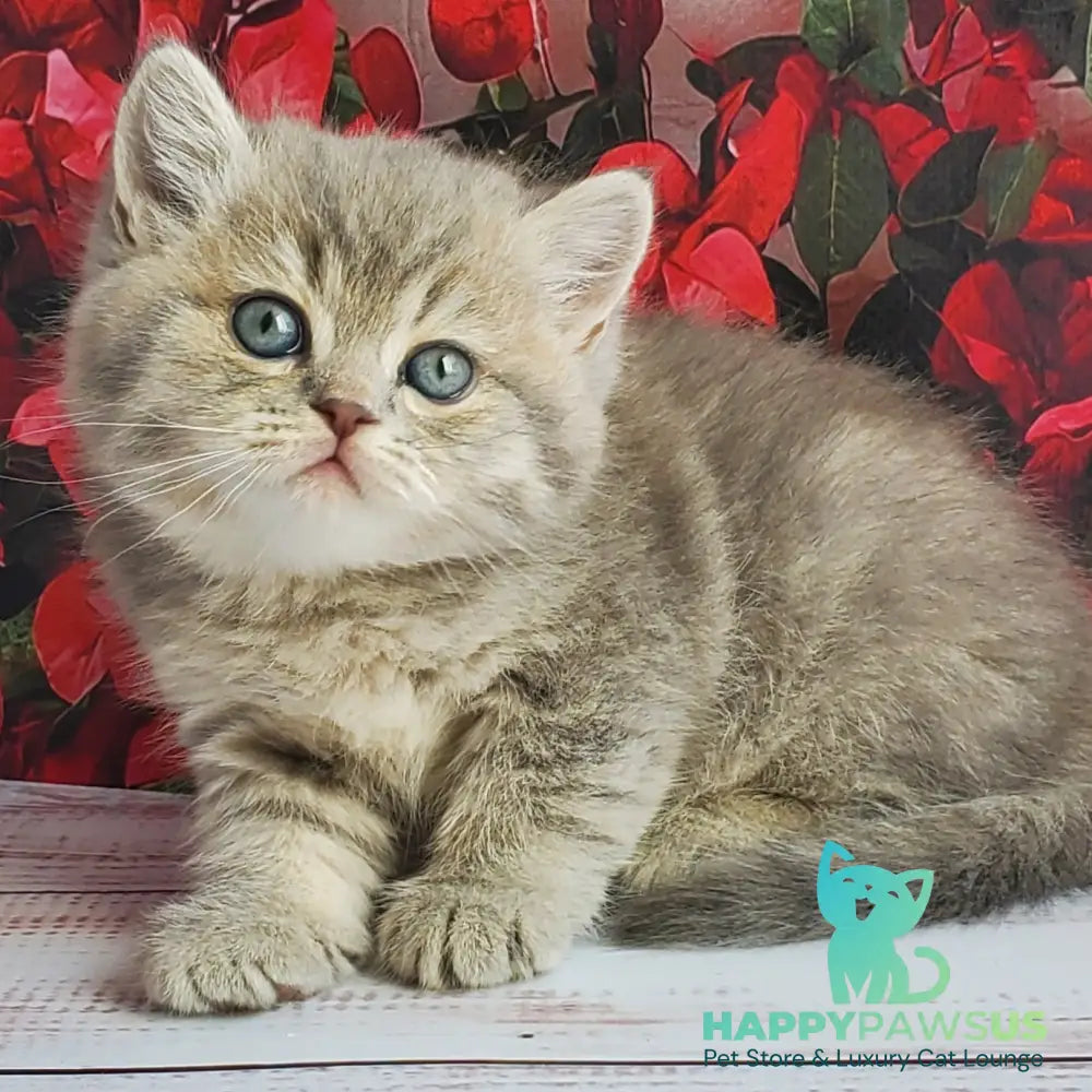 Hugo British Shorthair male blue golden ticked tabby - live animals
