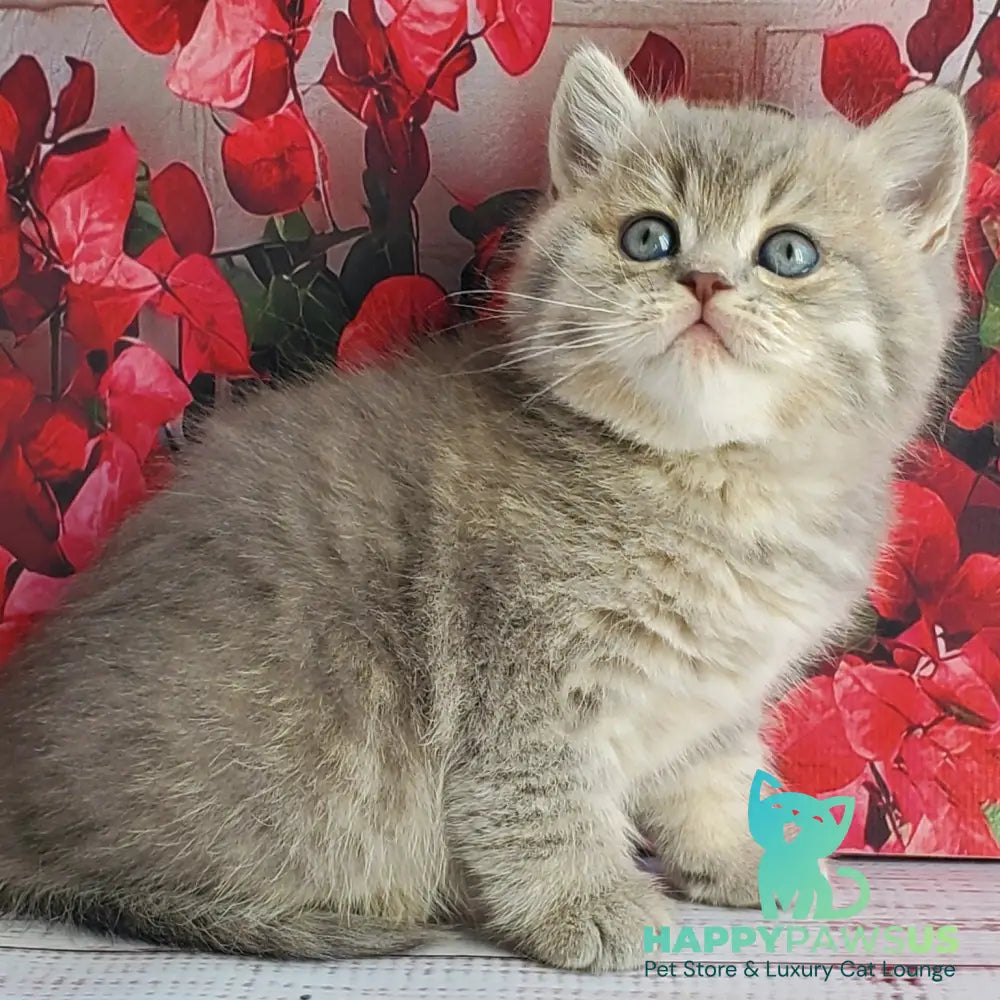 Hugo British Shorthair male blue golden ticked tabby - live animals