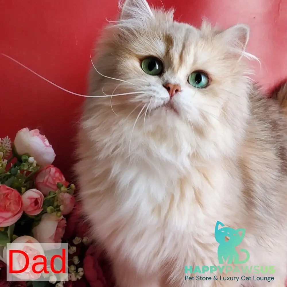 Hugo British Shorthair male blue golden ticked tabby - live animals