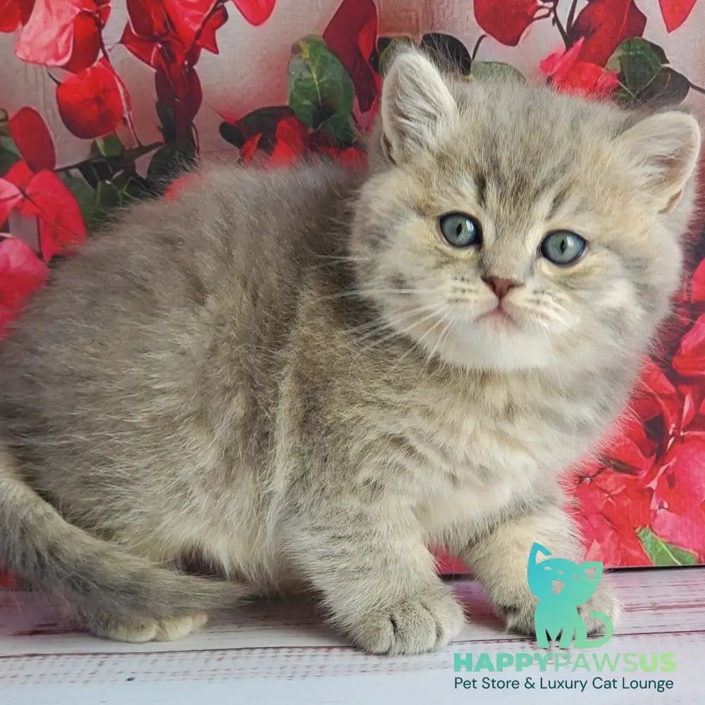 Hugo British Shorthair male blue golden ticked tabby - live animals