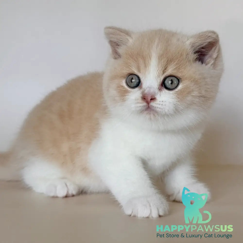 Hugo British Shorthair male cream bicolour - live animals