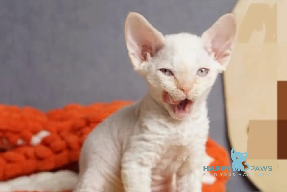 Hugo Devon Rex male red pointed live animals