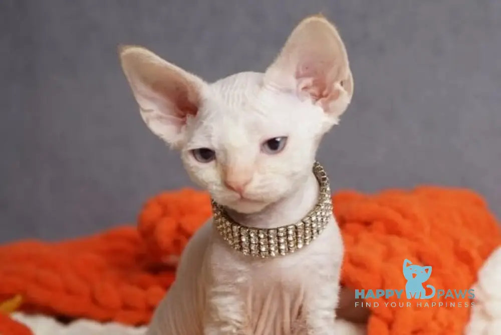 Hugo Devon Rex male red pointed live animals